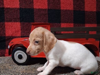 Miniature Dachshund dogs Angela - Ad 6