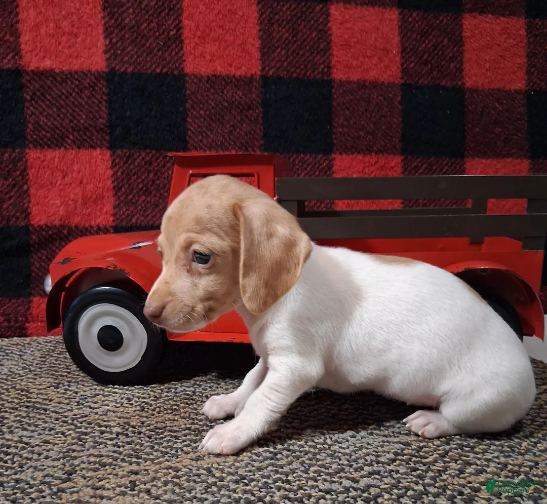 Miniature Dachshund dogs for sale: Angela - Ad 1