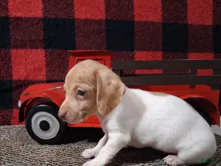 Miniature Dachshund dogs Angela - Ad 3