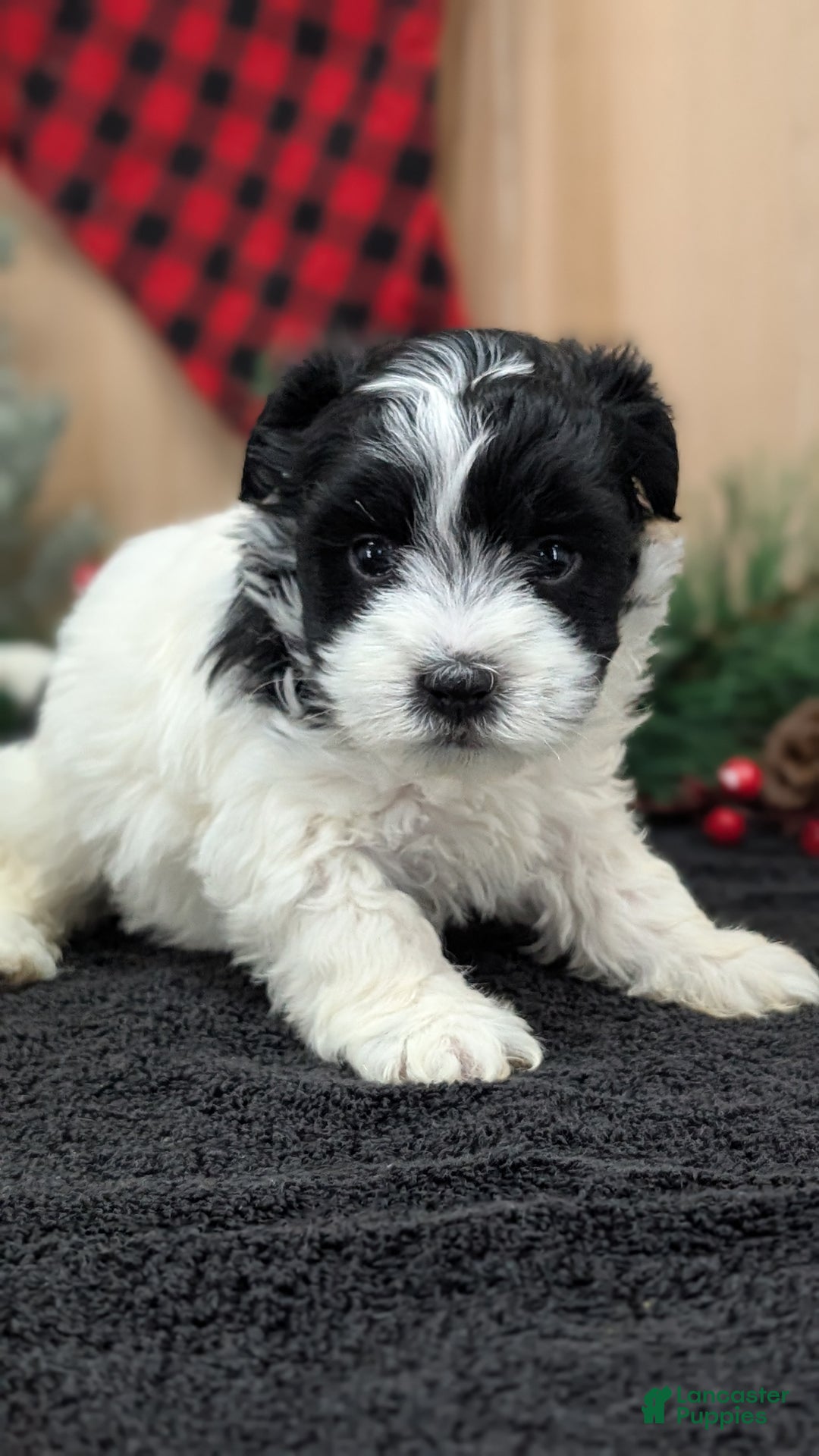 Havanese dogs for sale: Zya - Ad 5
