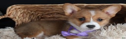 Welsh Corgi Pembroke dogs for sale: Holden - Ad 10