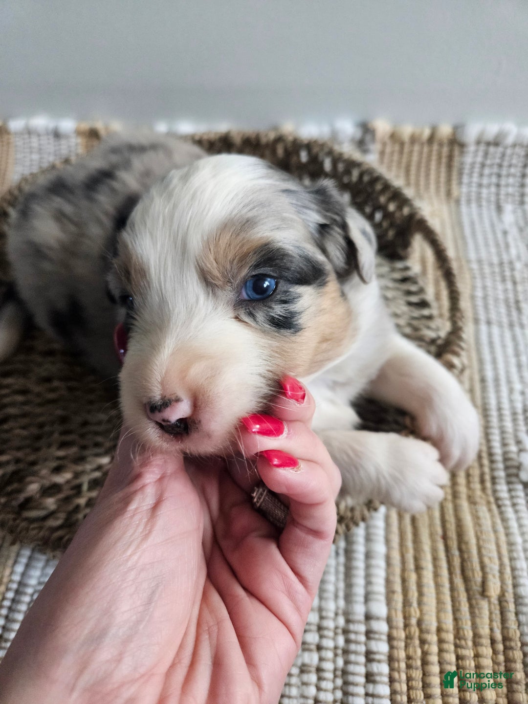 Australian Shepherd dogs for sale: Candy, blue eyes - Ad 4