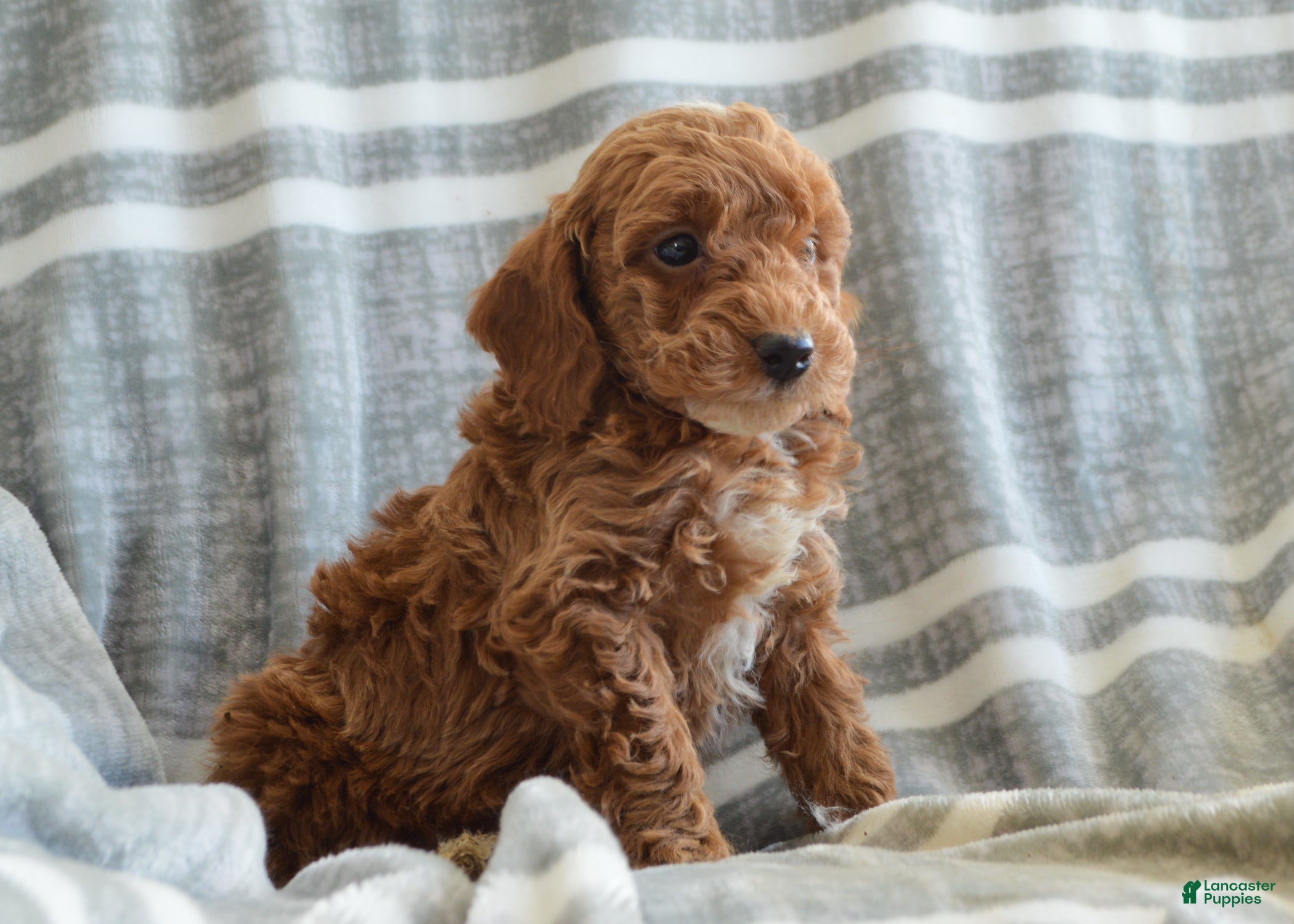 Miniature Poodle dogs Finn - Ad 2