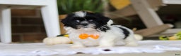 Shih Tzu dogs for sale: Waldo - Ad 5
