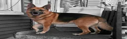 German Shepherd dogs for sale: Cooper - Ad 1