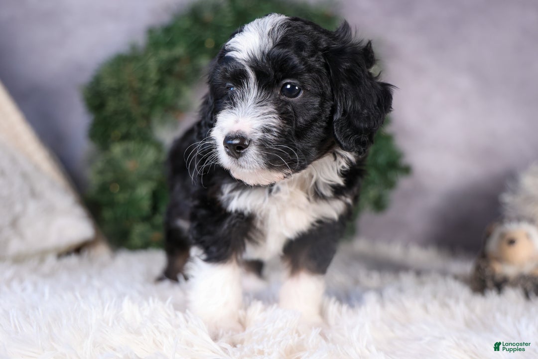 Mini Aussiedoodle dogs for sale: Payday - Ad 16