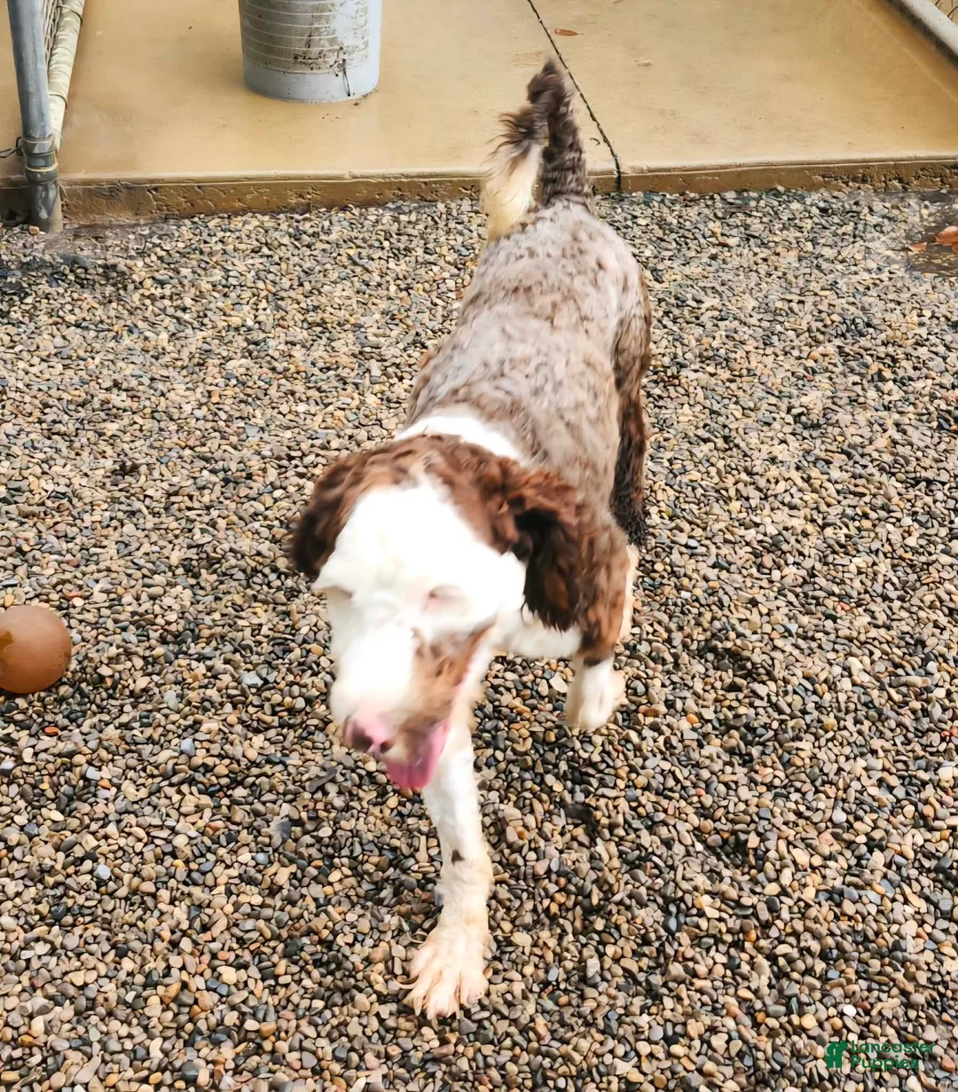 Portuguese Water Dog dogs for sale: Stache - Ad 2