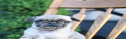 Pug dogs for sale: Lassie - Ad 3