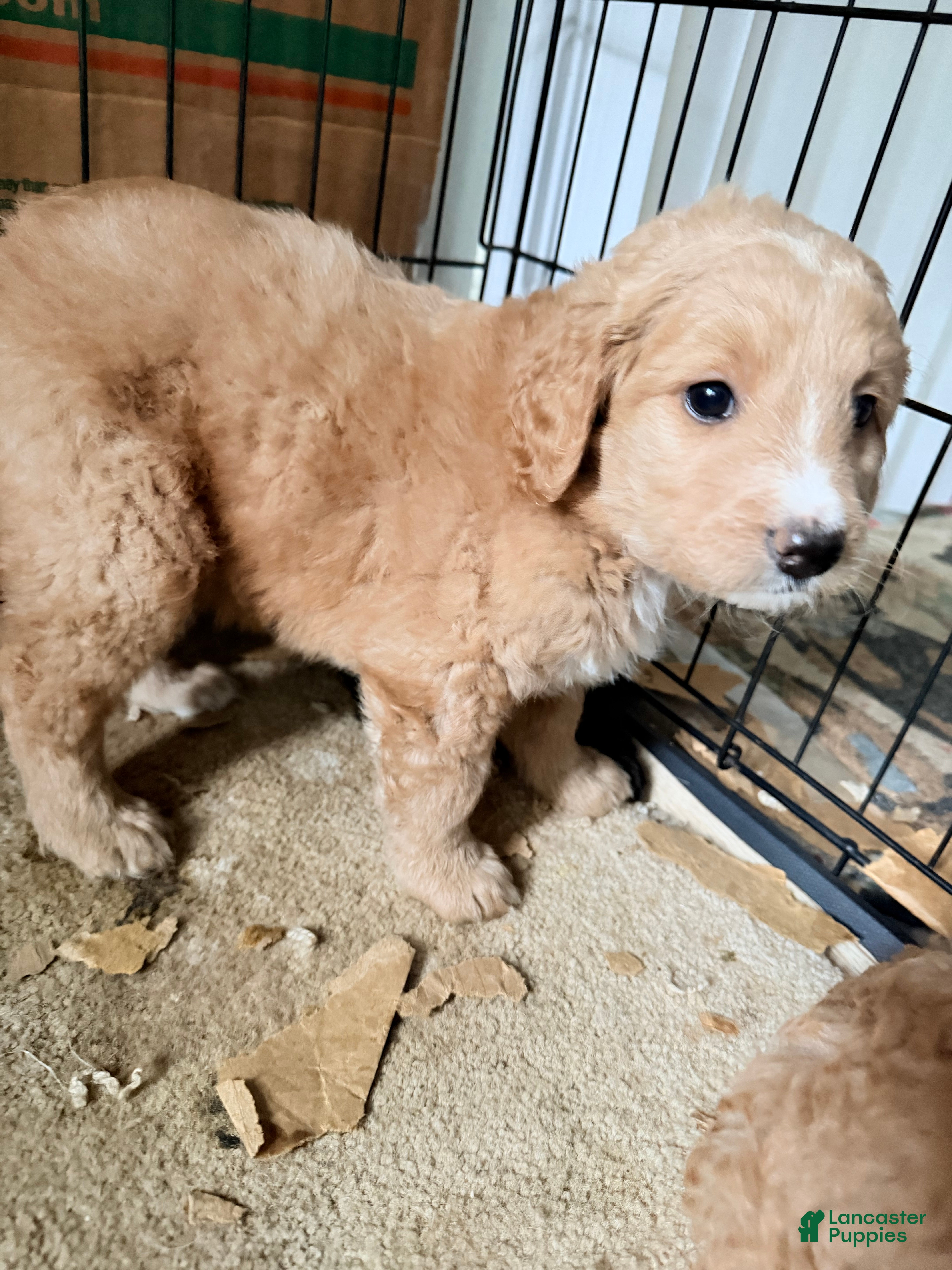 Double Doodle dogs Mocha  - Ad 2