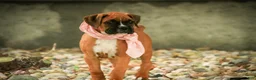 Boxer dogs for sale: Remi - Ad 3