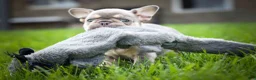 French Bulldog dogs for sale: 🐾 Meet Kingston — A Happy Little Frenchie with Plenty of Love to Give! 🐾 - Ad 2