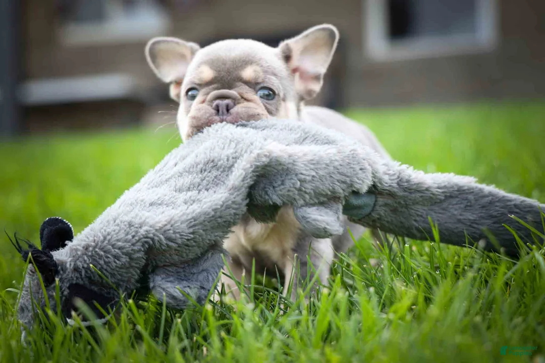 French Bulldog dogs for sale: 🐾 Meet Kingston — A Happy Little Frenchie with Plenty of Love to Give! 🐾 - Ad 2