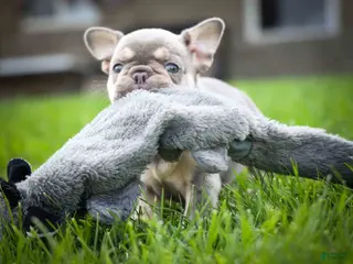 French Bulldog dogs 🐾 Meet Kingston — A Happy Little Frenchie with Plenty of Love to Give! 🐾 - Ad 2