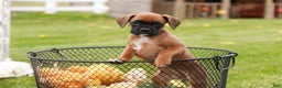 Boxer dogs for sale: Scarlet - Ad 3