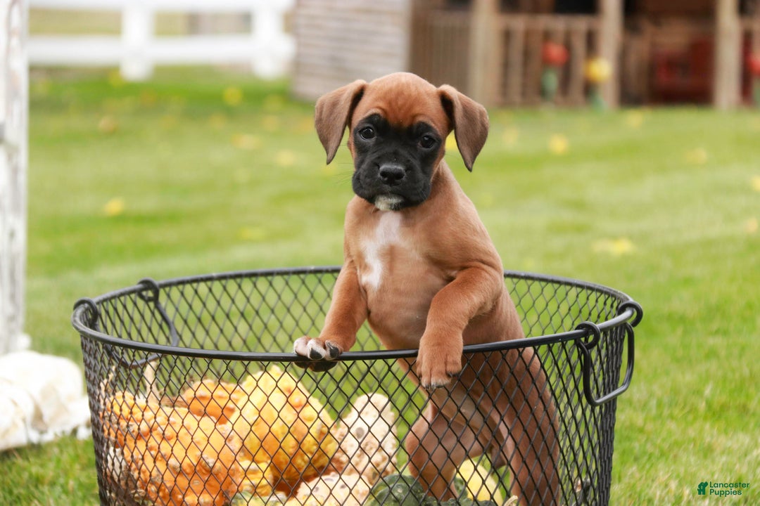 Boxer dogs for sale: Scarlet - Ad 3