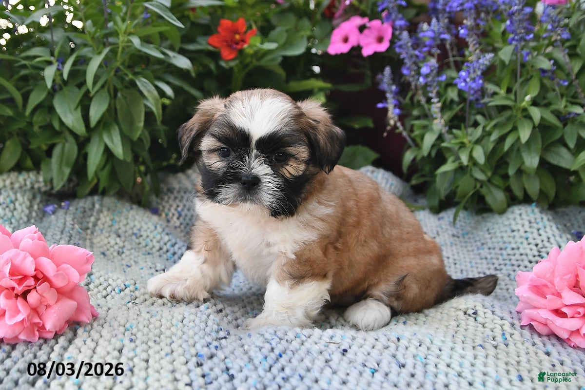 Shih Tzu dogs Captain - Ad 1