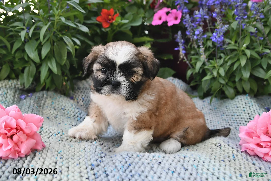 Shih Tzu dogs for sale: Captain - Ad 1