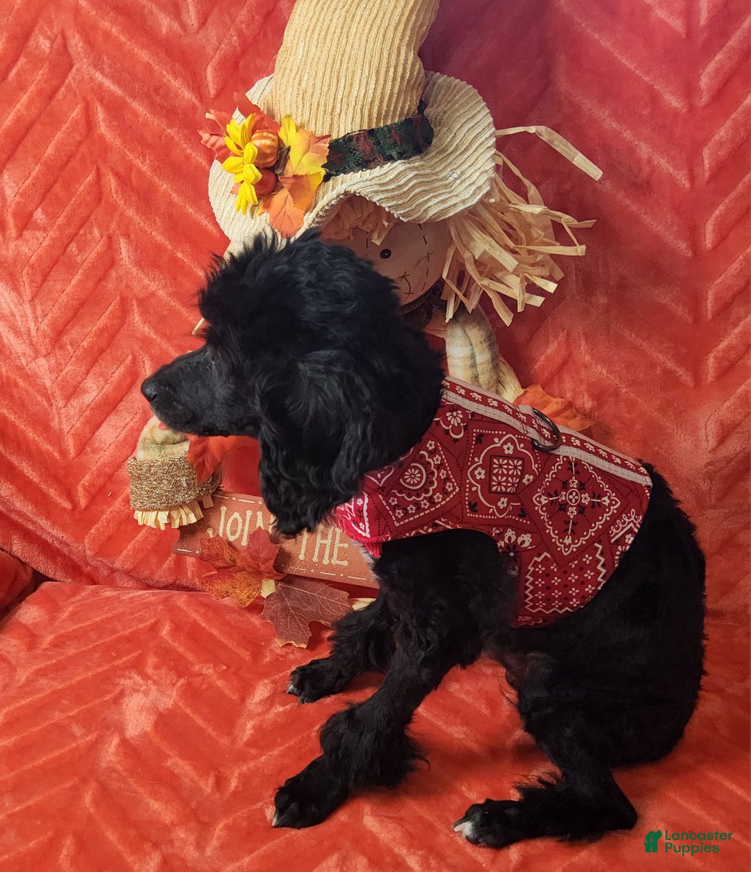 Miniature Poodle dogs for sale: Felix Pierre - Ad 2