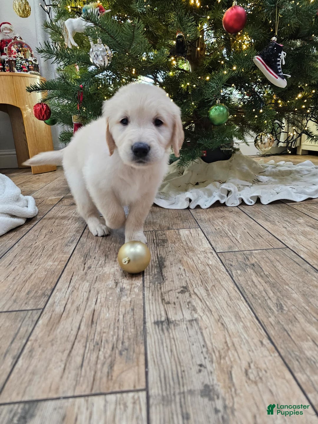 Golden Retriever dogs for sale: Golden Retriever Puppy 1 - Ad 7
