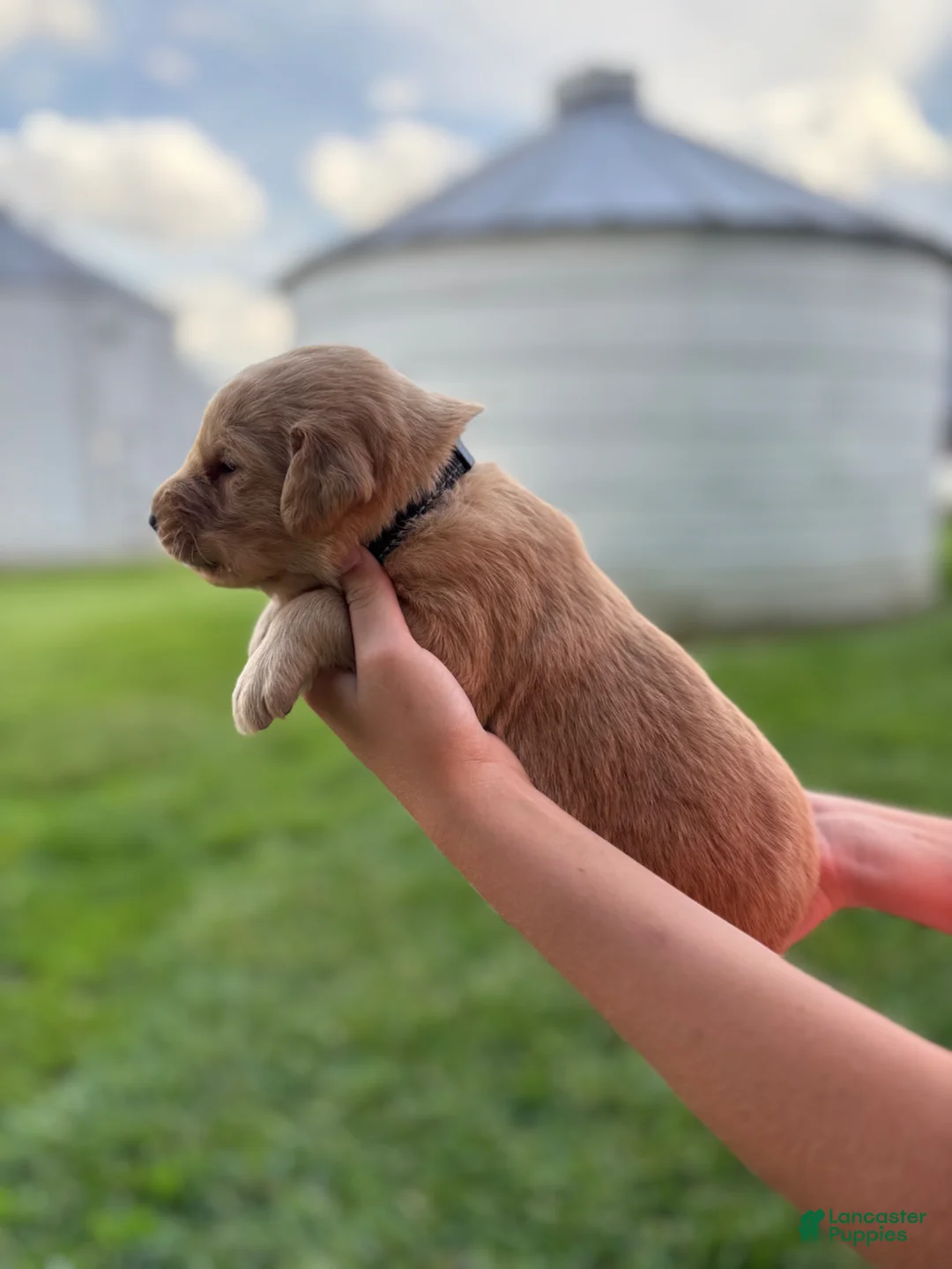 Golden Retriever dogs for sale: Golden Retriever Puppy 6 - Ad 1