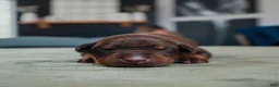 Doberman Pinscher dogs for sale: Obsidian Wildfire’s Vulcan - Ad 4