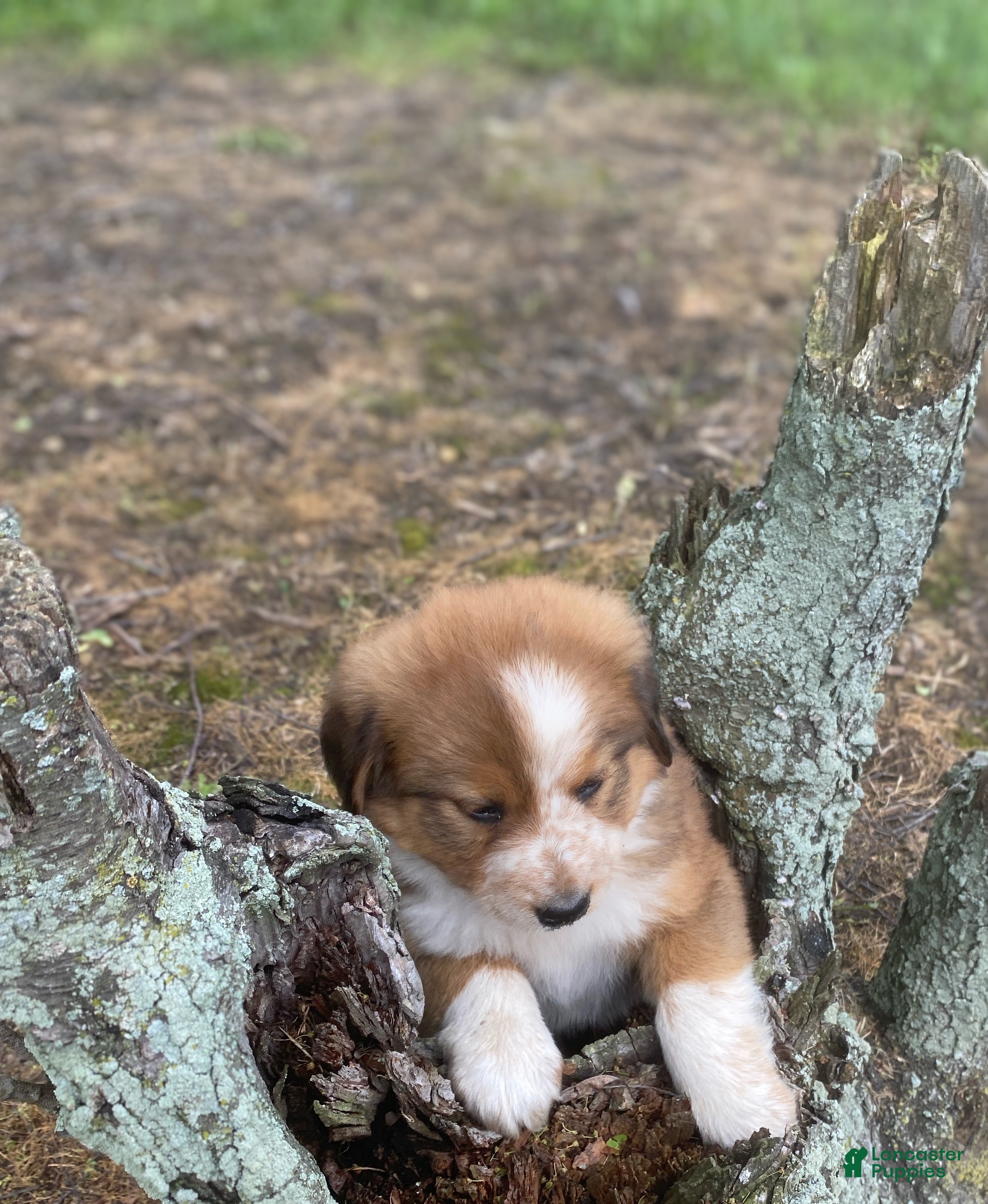Mixed Breed dogs for sale: ♥️NELLIE MAE♥️ - Ad 5