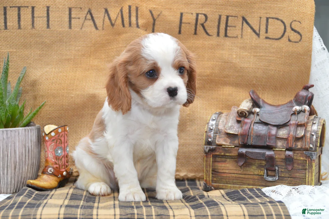 Cavalier King Charles Spaniel dogs for sale: Colton - Ad 1