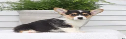 Welsh Corgi Pembroke dogs for sale: Tilly - Ad 2