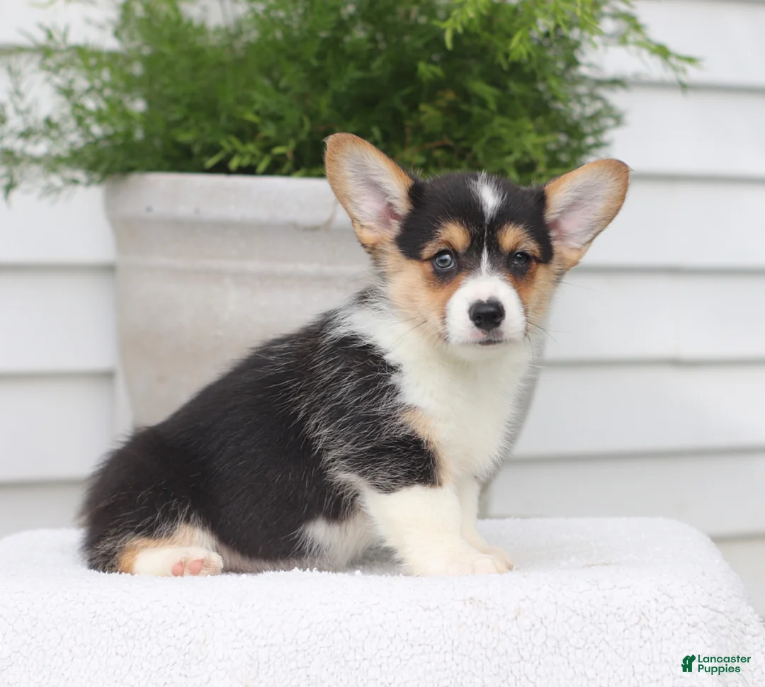 Welsh Corgi Pembroke dogs for sale: Tilly - Ad 2