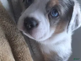 Mixed Breed dogs Saint - Ad 29