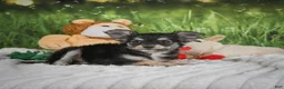Chihuahua dogs for sale: Prince - Ad 3