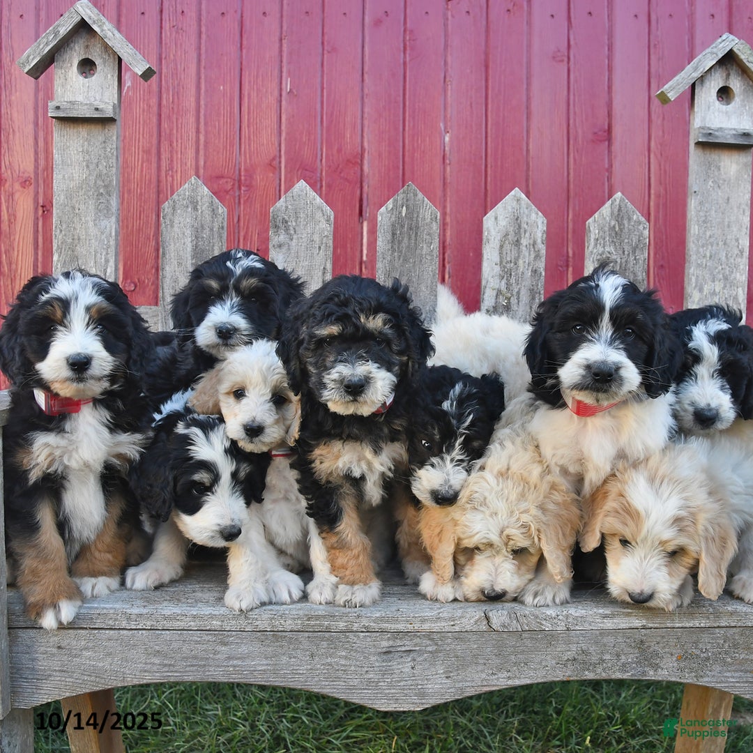 Bernedoodle dogs for sale: Sally - Ad 15