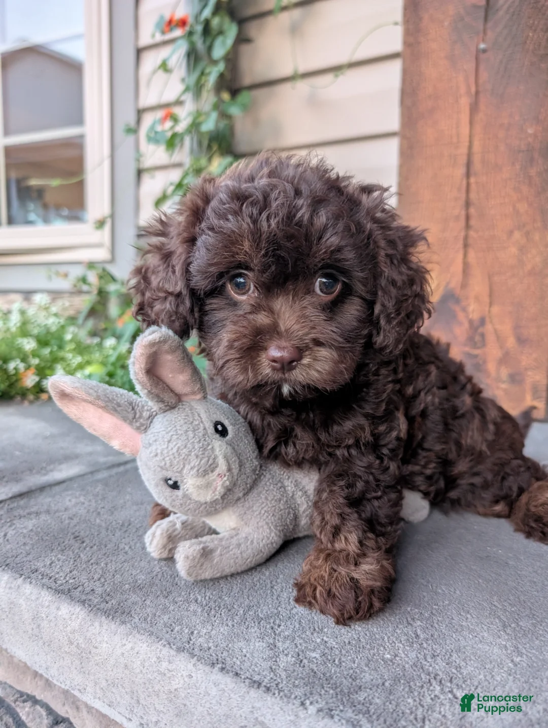Cavapoo dogs for sale: Sally Sue - Ad 1