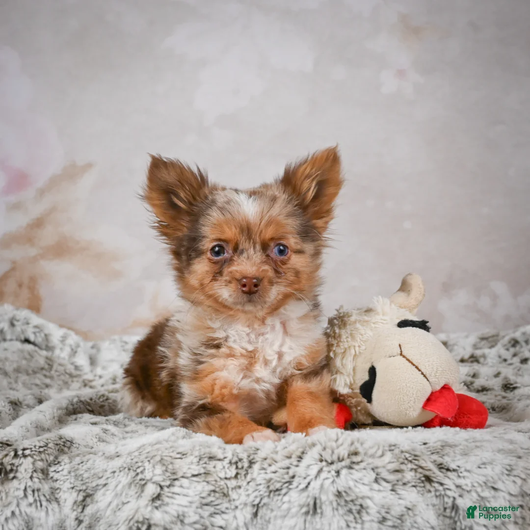 Chihuahua dogs for sale: Rolex - Ad 17