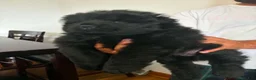 Chow Chow dogs for sale:  black 1 ( zino )  - Ad 2