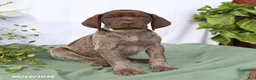 German Shorthaired Pointer dogs for sale: Melody - Ad 5