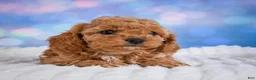 Cavapoo dogs for sale: Angel - Ad 15
