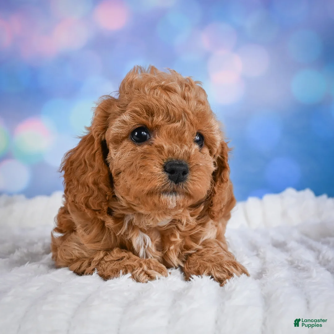 Cavapoo dogs for sale: Angel - Ad 15
