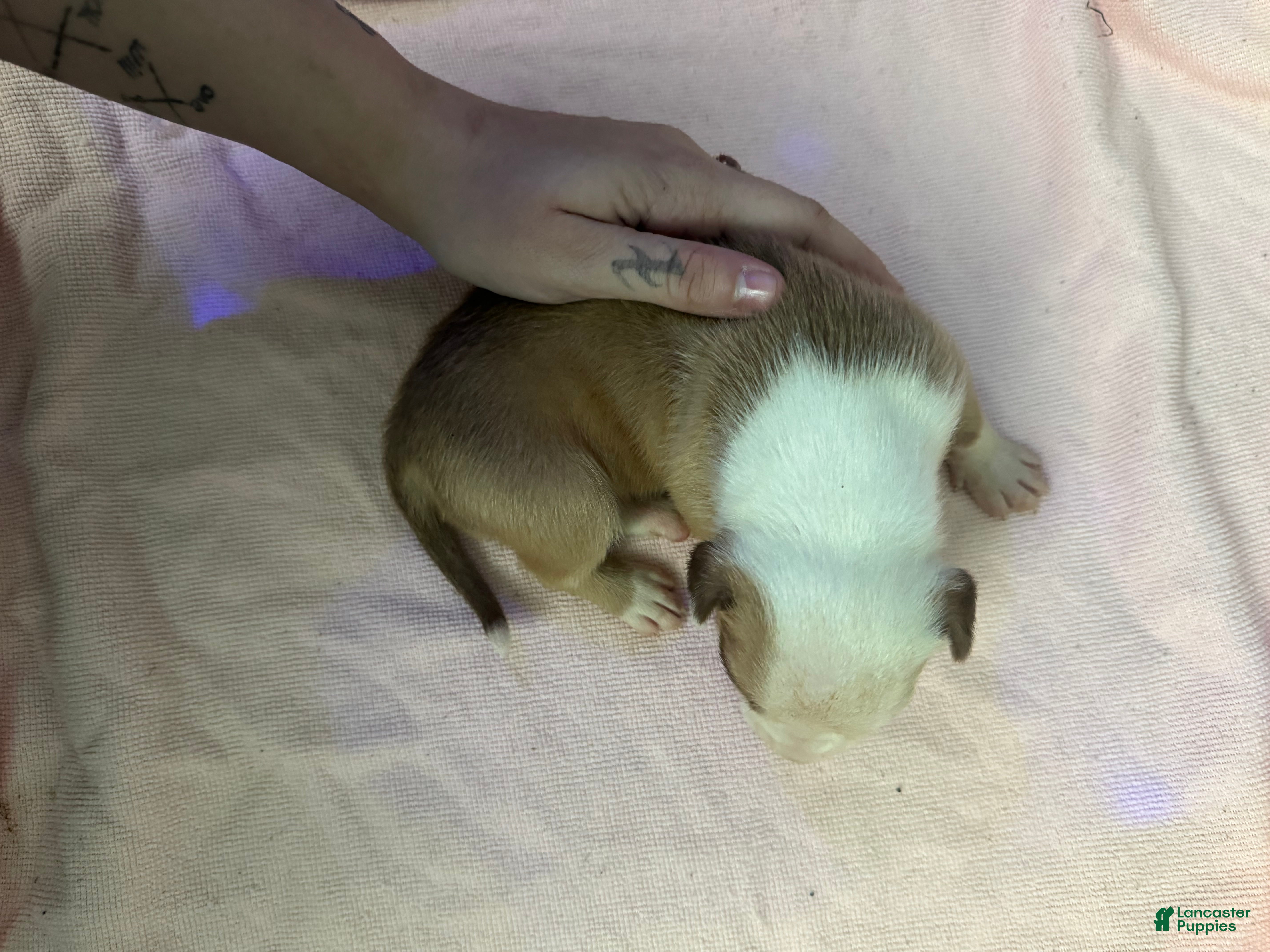 American Pit Bull Terrier dogs American Pit Bull Terrier Puppy 3 - Ad 22