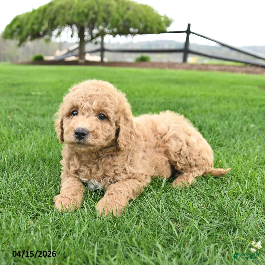 Mini Goldendoodle dogs for sale: Cash - Ad 2