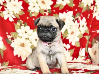 Pug dogs Rebecca - Ad 5