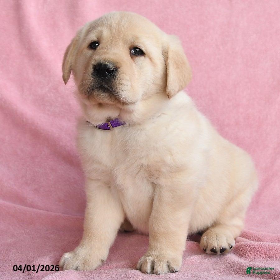 Labrador Retriever dogs Isabelle - Ad 2