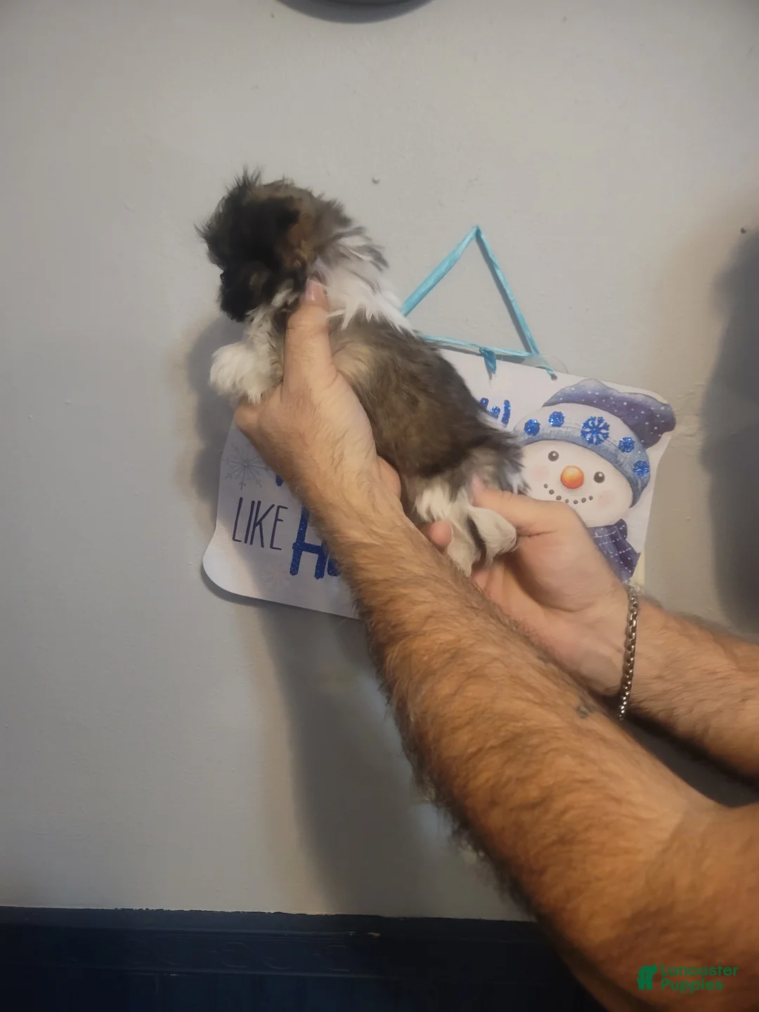 Malshi dogs for sale: Tiny. (Tea Cup) - Ad 2