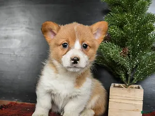 Welsh Corgi Pembroke dogs Gigi - Ad 22