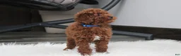 Toy Poodle dogs for sale: Abaro - Ad 9