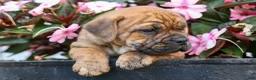 Beabull dogs for sale: Avery ❤️ - Ad 18