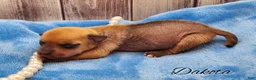 Mixed Breed dogs for sale: Dakota - Ad 14