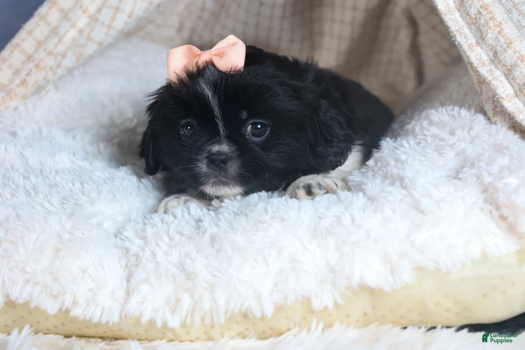 Shih Tzu dogs for sale: JESSIE - Ad 5