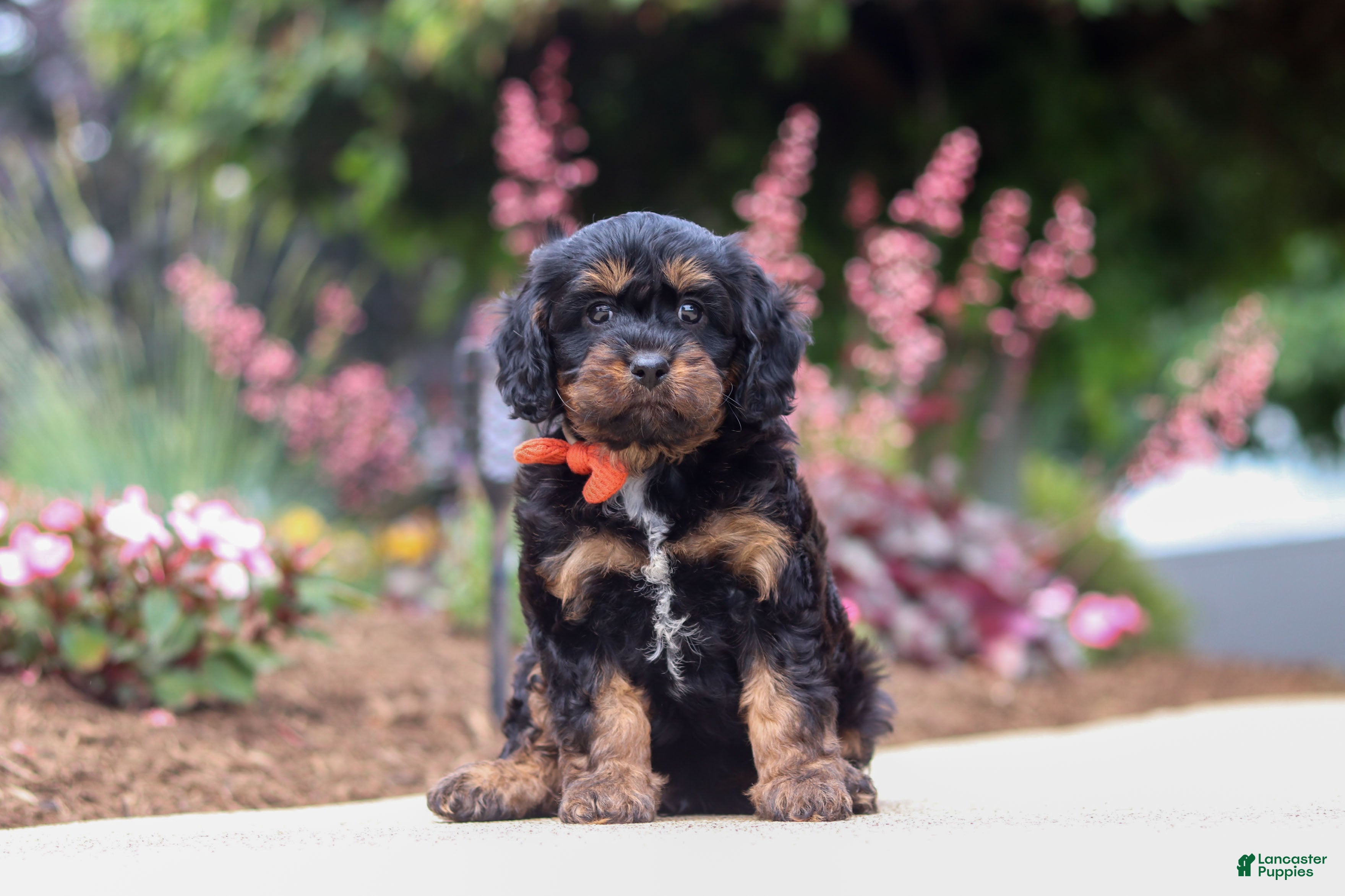 Cavapoo dogs Chase - Ad 2