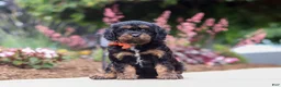 Cavapoo dogs for sale: Chase - Ad 2